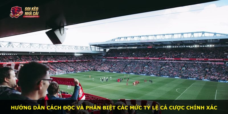Hướng dẫn cách đọc và phân biệt các mức tỷ lệ cá cược chính xác